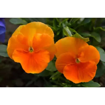 Delightful Pansy Plant 8a-pansy plant-3725571-91719.webp